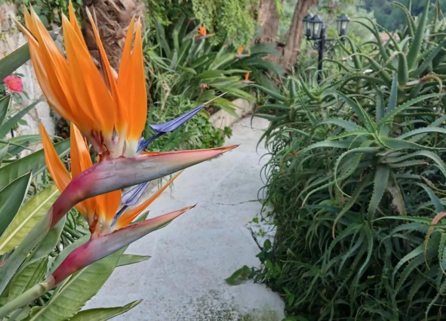 Rez De Villa Avec Piscine 芒通 公寓